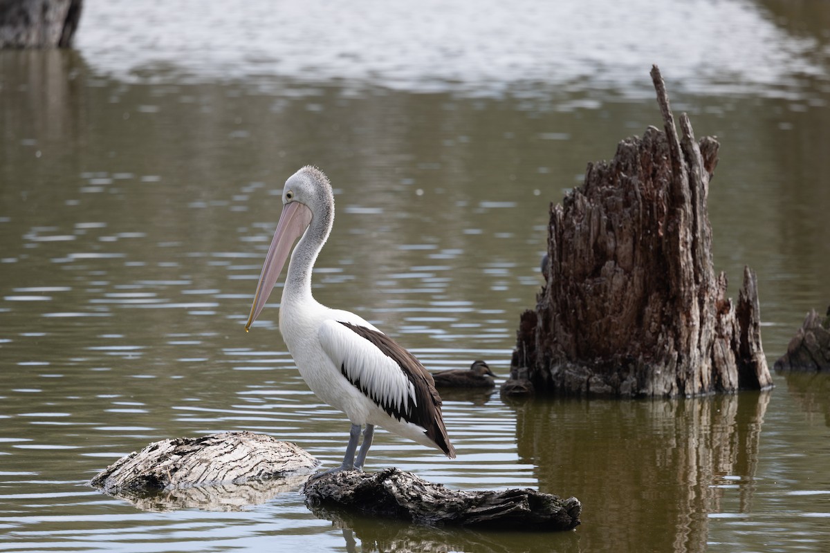 Australian Pelican - ML642200246