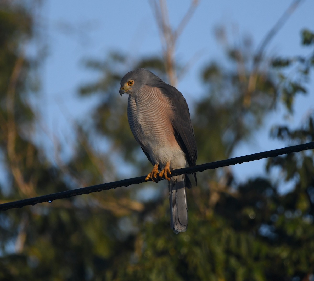 African Goshawk - ML642200251