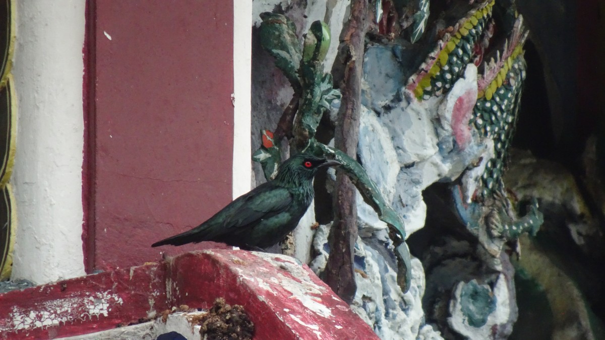 Asian Glossy Starling - ML642200268
