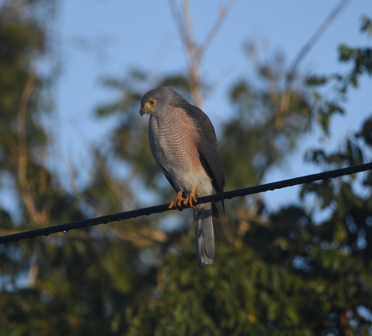 African Goshawk - ML642200273