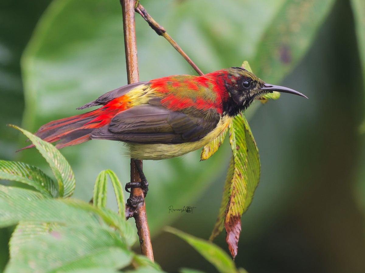 Fire-tailed Sunbird - ML642200276