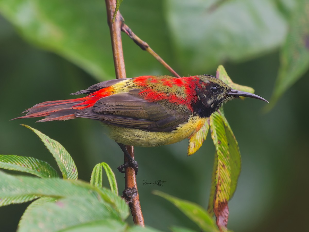 Fire-tailed Sunbird - ML642200277