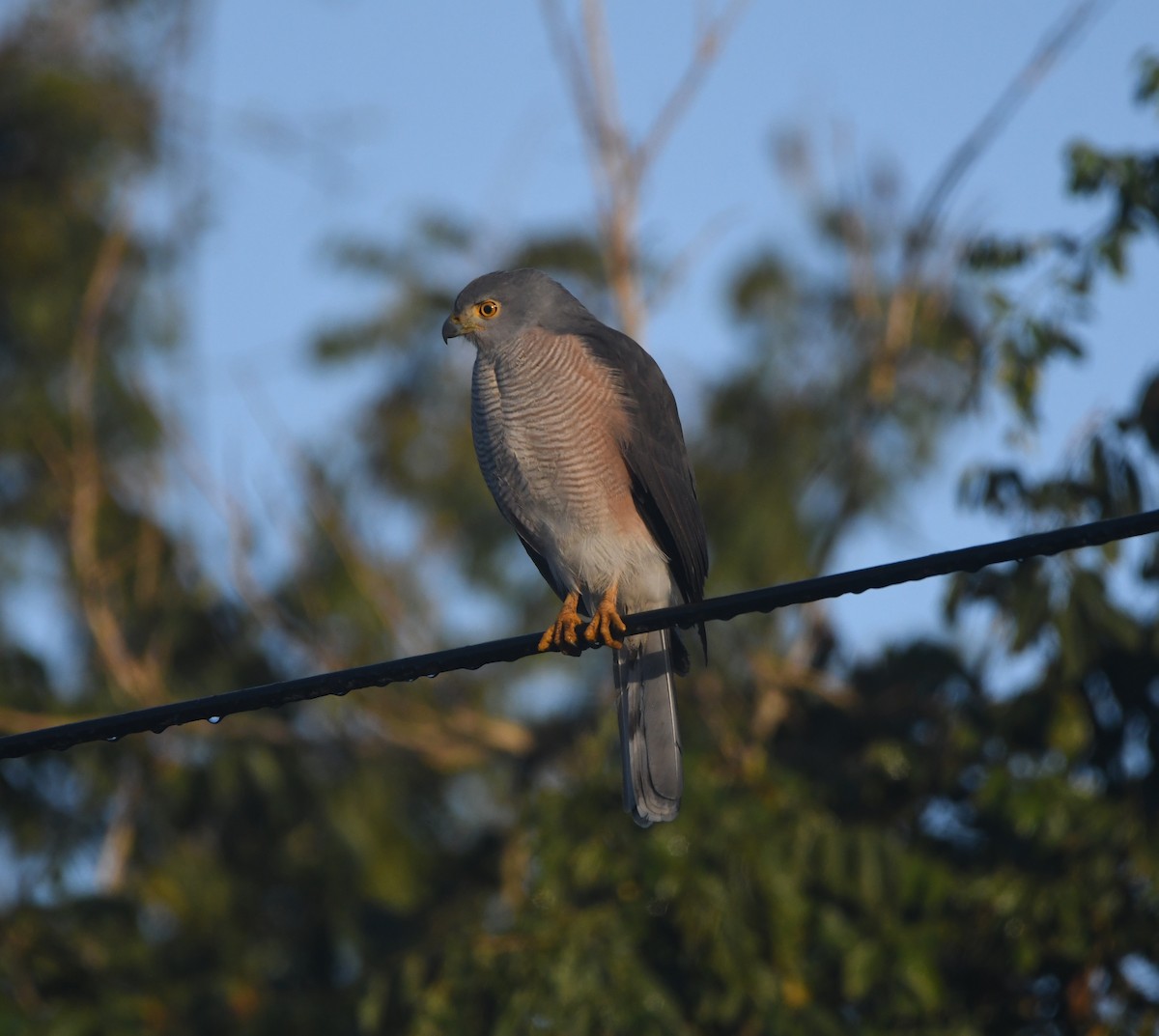 African Goshawk - ML642200290