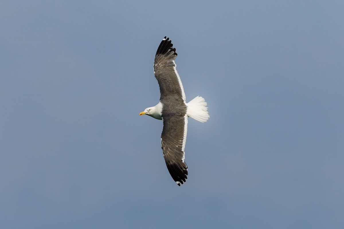 racek žlutonohý (ssp. heuglini) - ML642200320