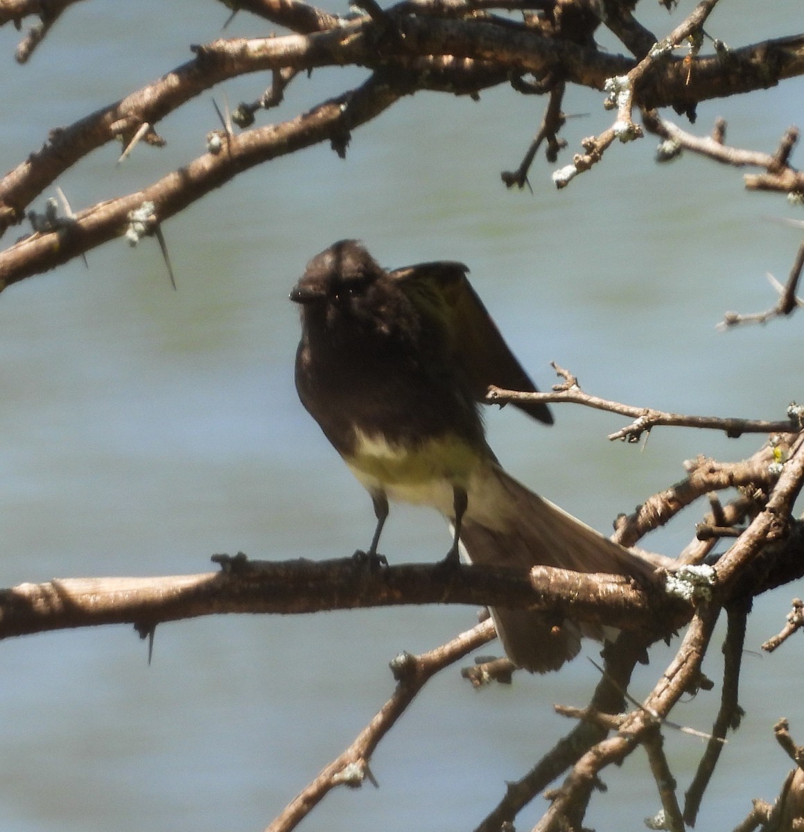 Black Phoebe - ML642200328