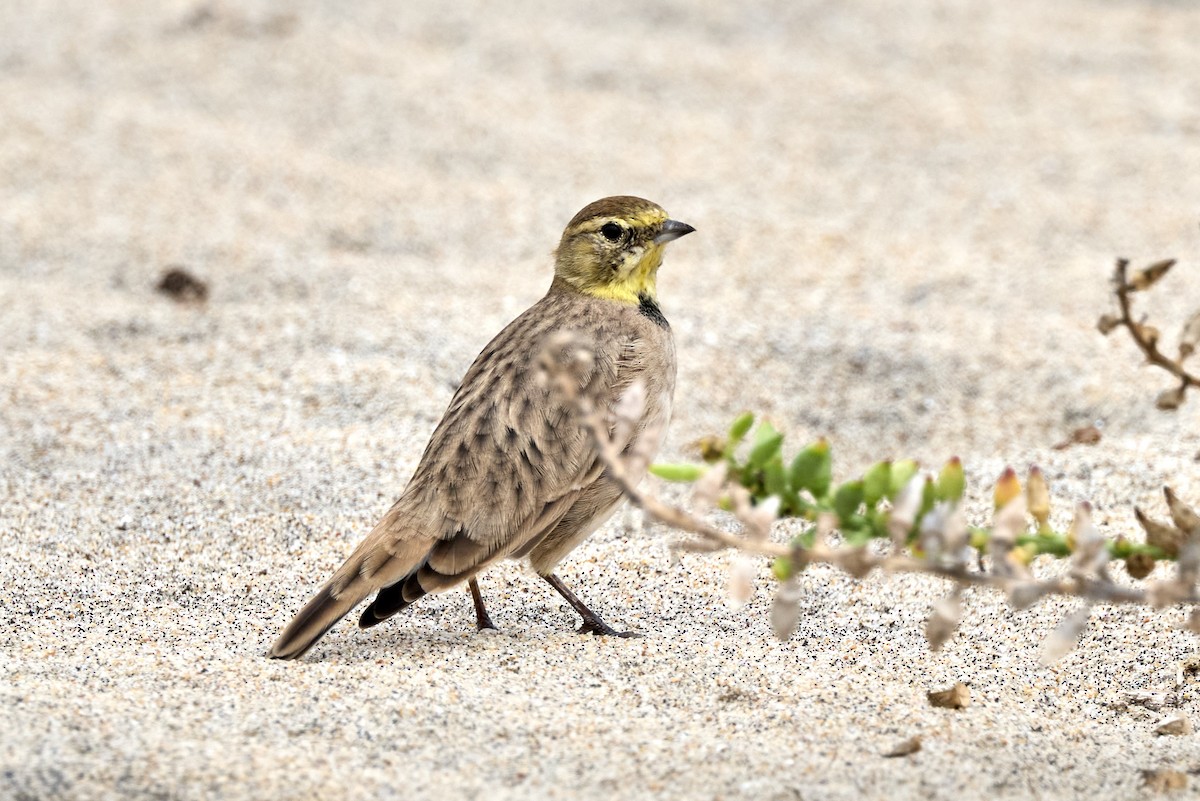 Horned Lark - ML642200332
