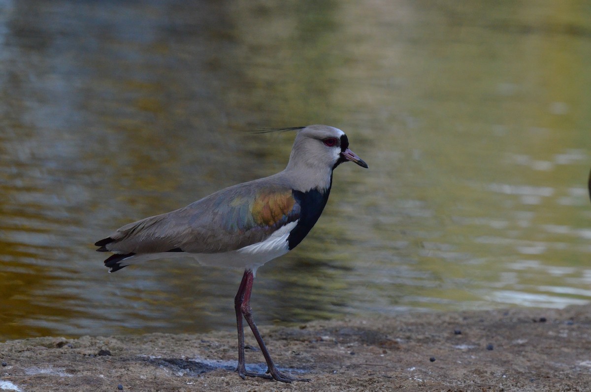 Southern Lapwing - ML642200336