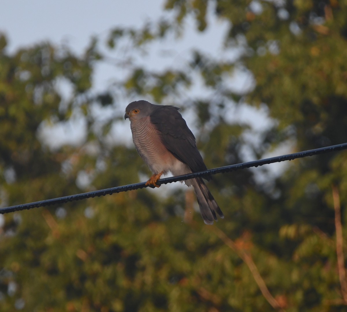 African Goshawk - ML642200345