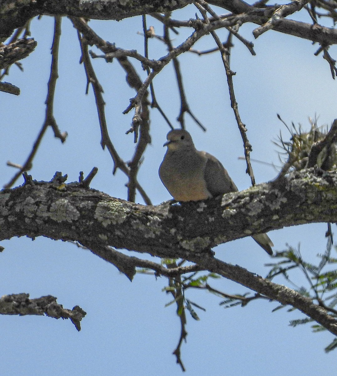 Mourning Dove - ML642200352