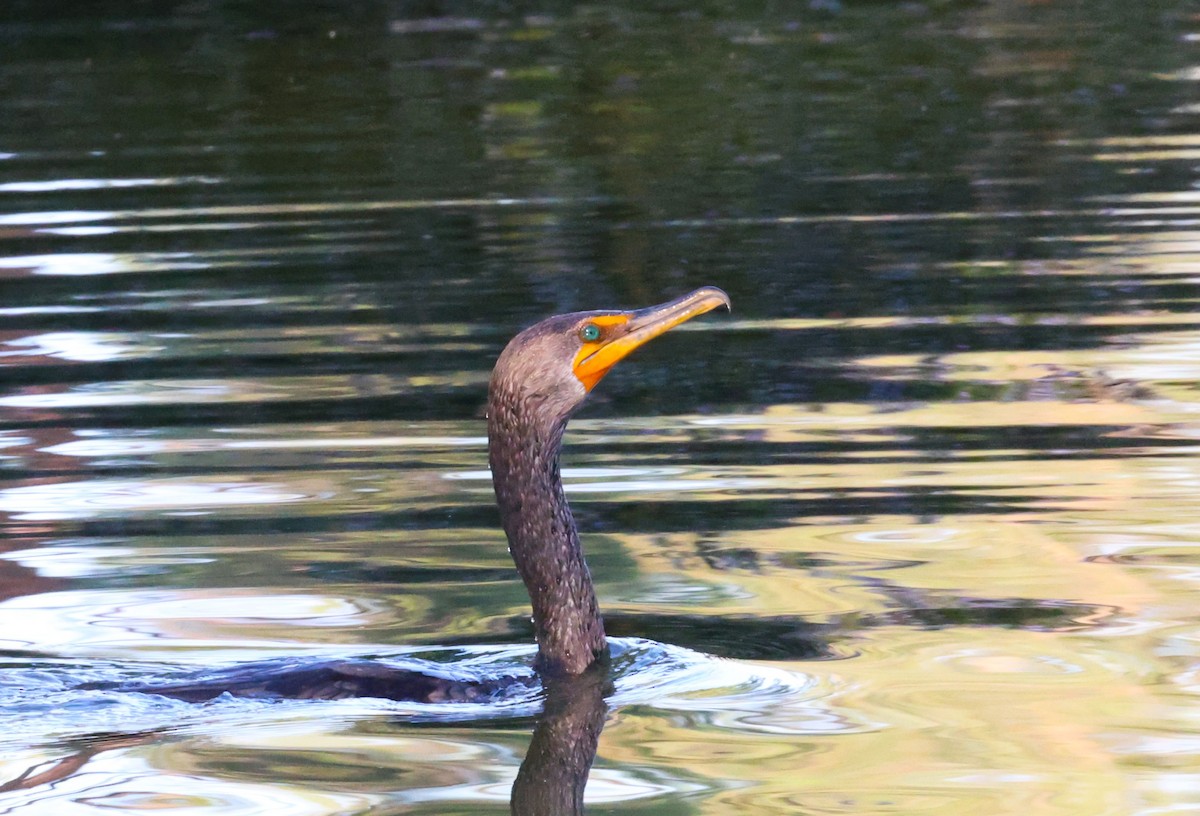 Double-crested Cormorant - ML642200357
