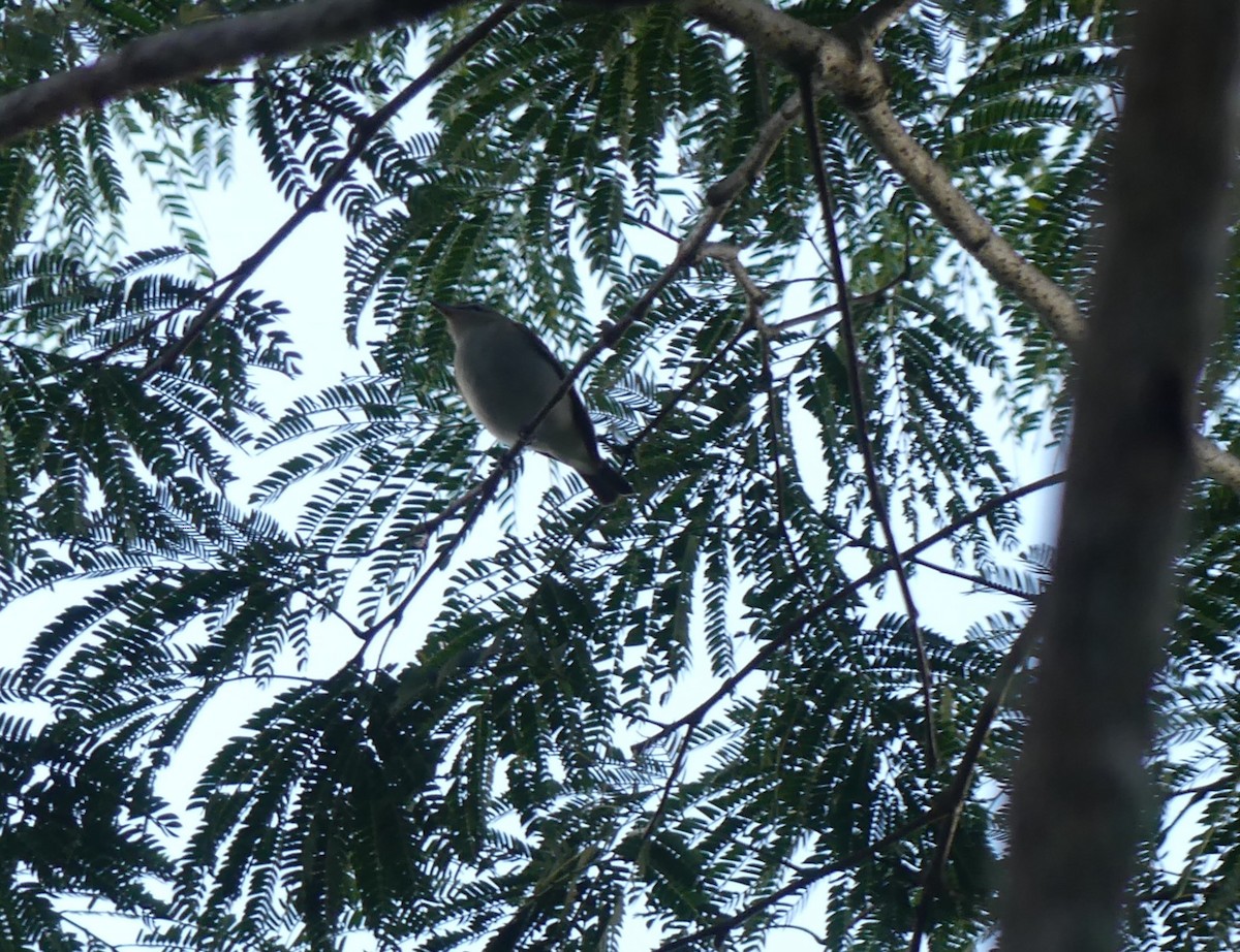 Vireo Ojirrojo - ML642200358