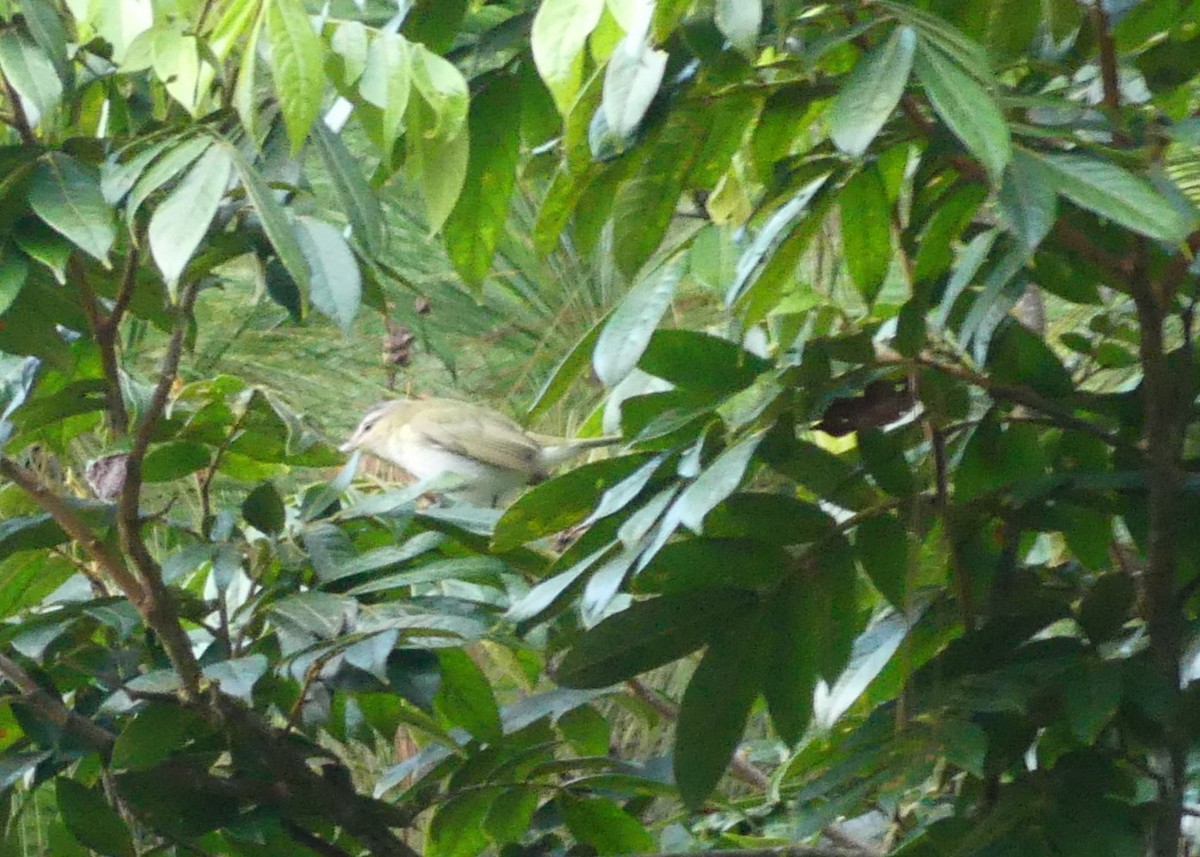 Vireo Ojirrojo - ML642200359