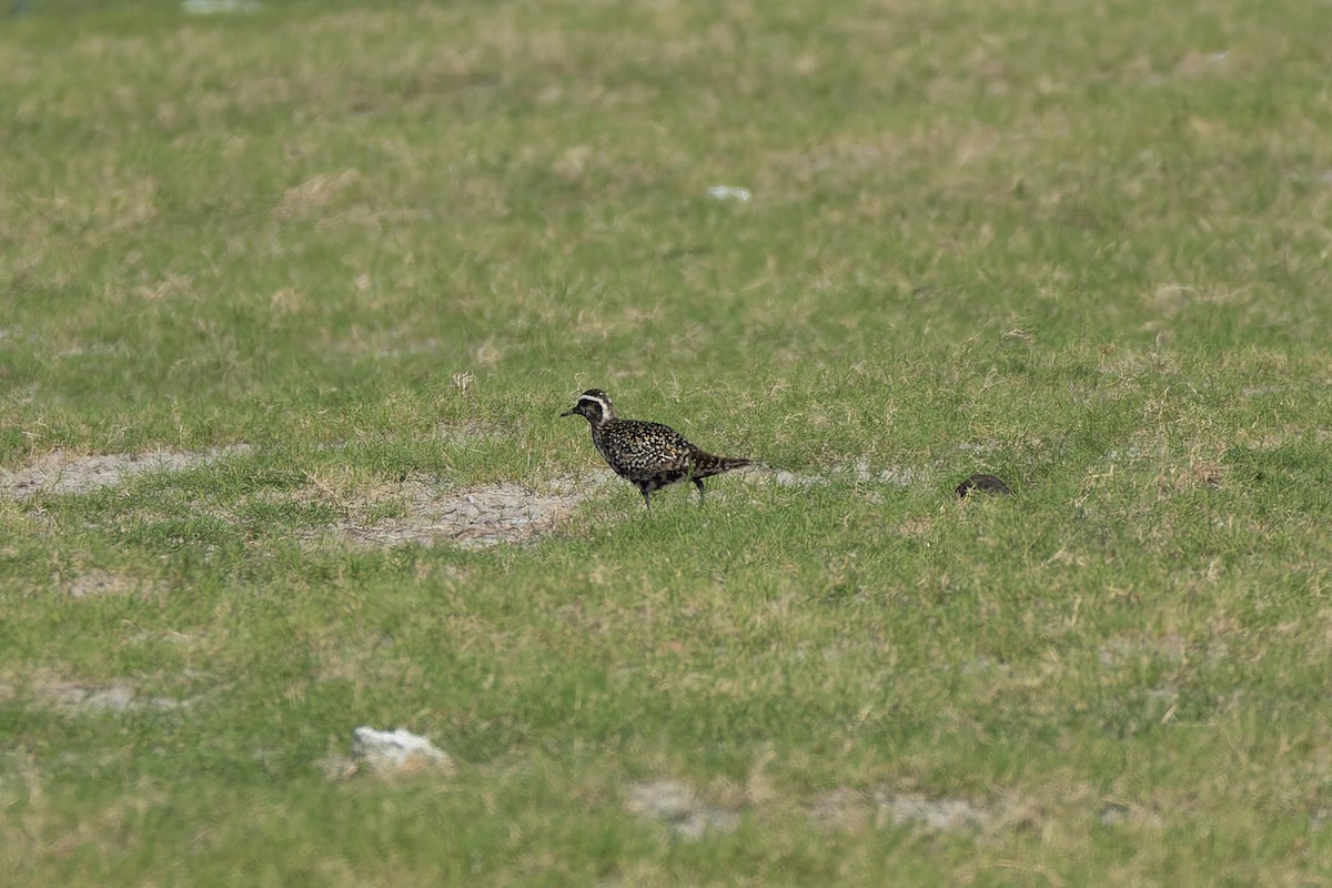 Urre-txirri siberiarra - ML642200385