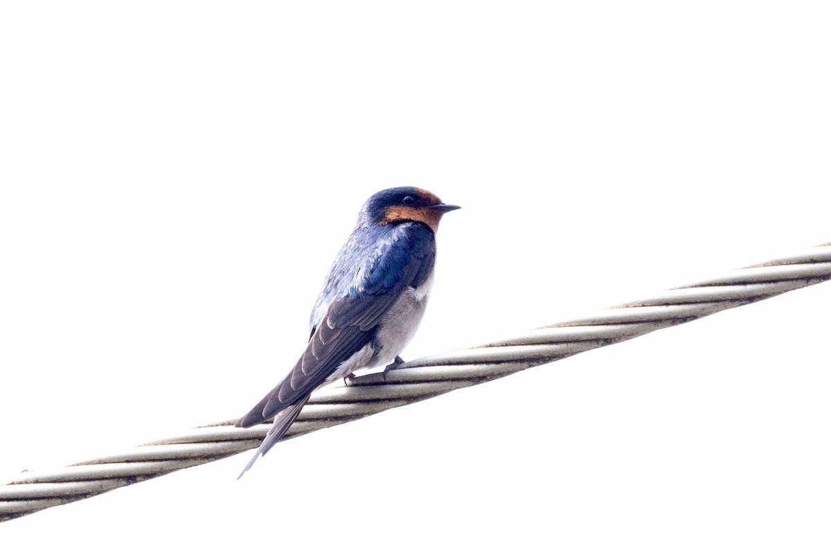 Welcome Swallow - ML642200397