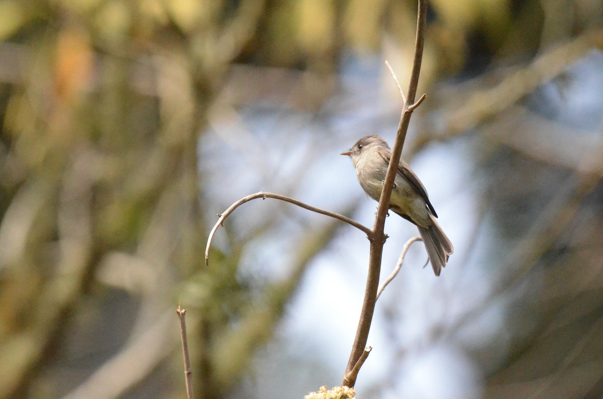 Southern Tropical Pewee - ML642200401