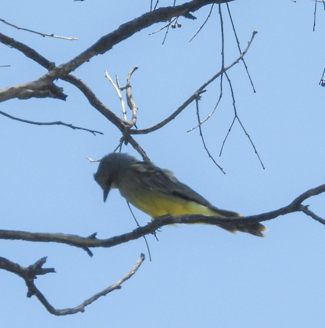 Cassin's Kingbird - ML642200415