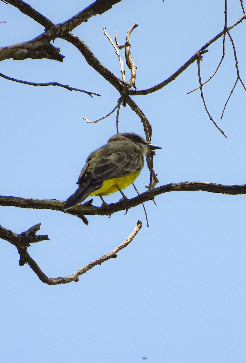 Cassin's Kingbird - ML642200417