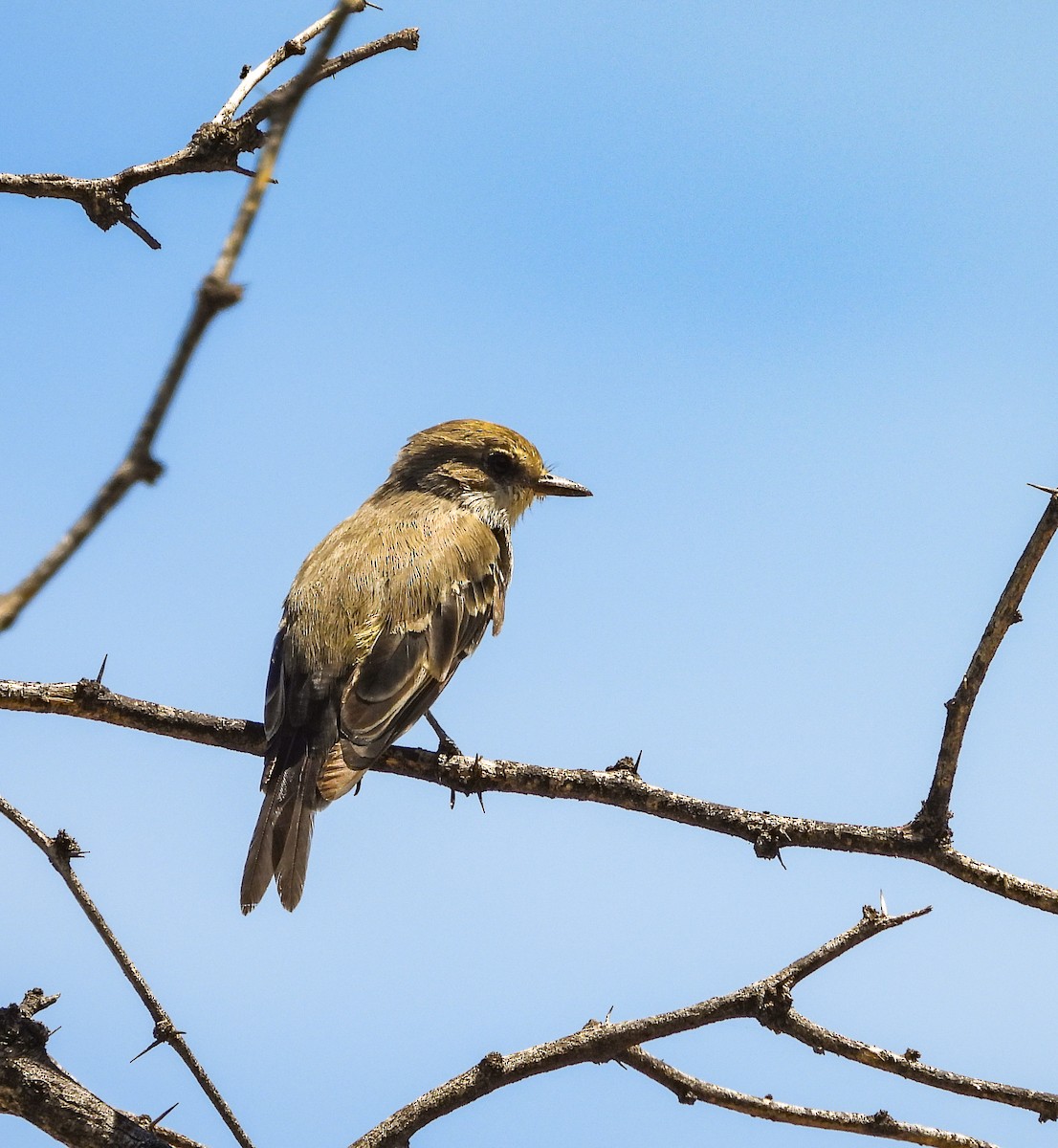 Cassin's Kingbird - ML642200418