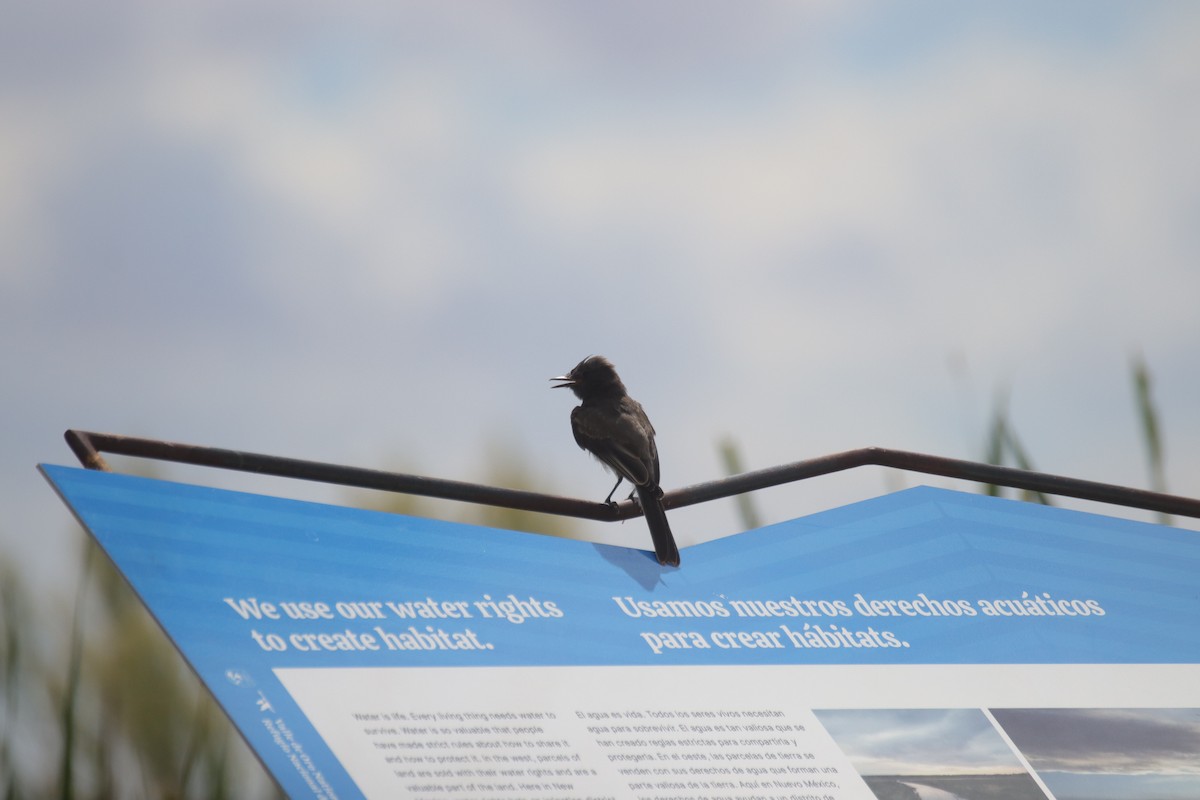 Black Phoebe - ML642200419