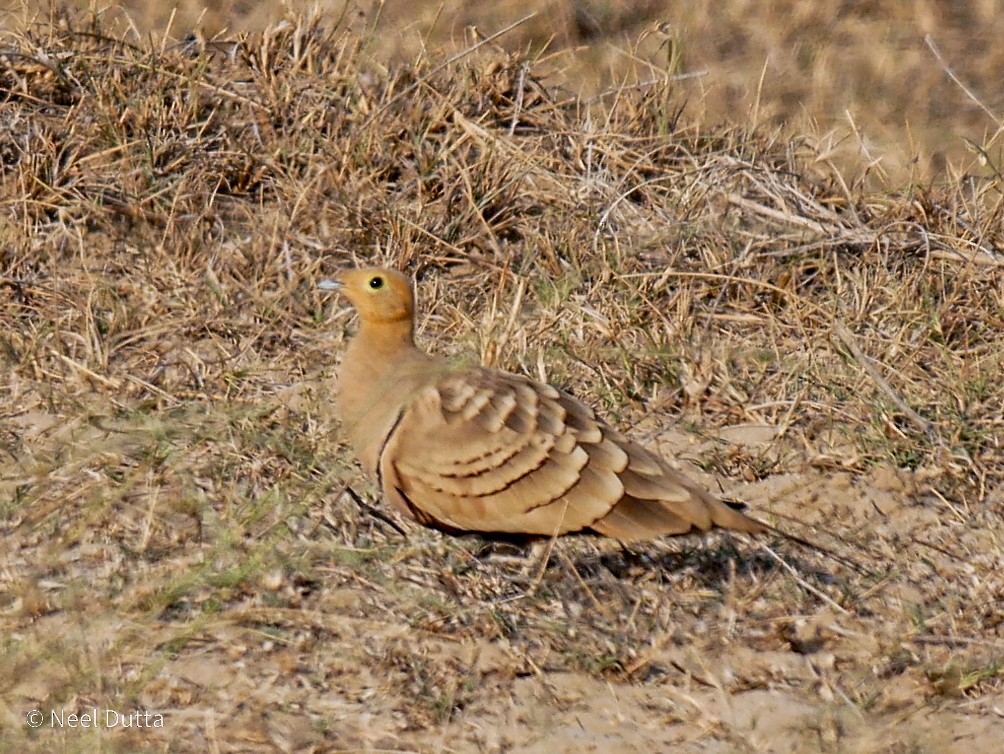 Chestnut-bellied Sandgrouse - ML642200420