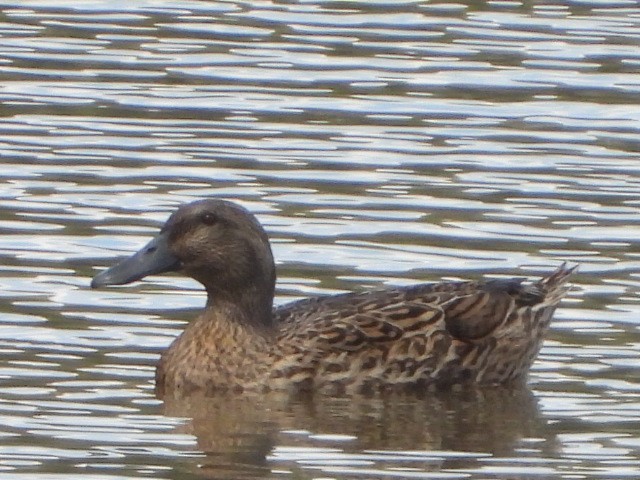 Mallard x Pacific Black Duck (hybrid) - ML642200422