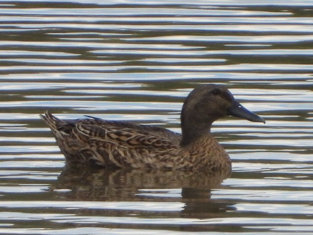 Mallard x Pacific Black Duck (hybrid) - ML642200423