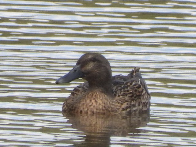 Mallard x Pacific Black Duck (hybrid) - ML642200424