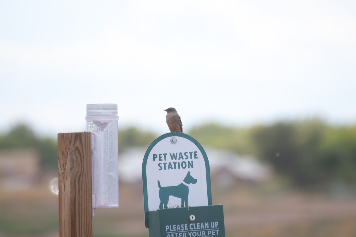 Say's Phoebe - ML642200425