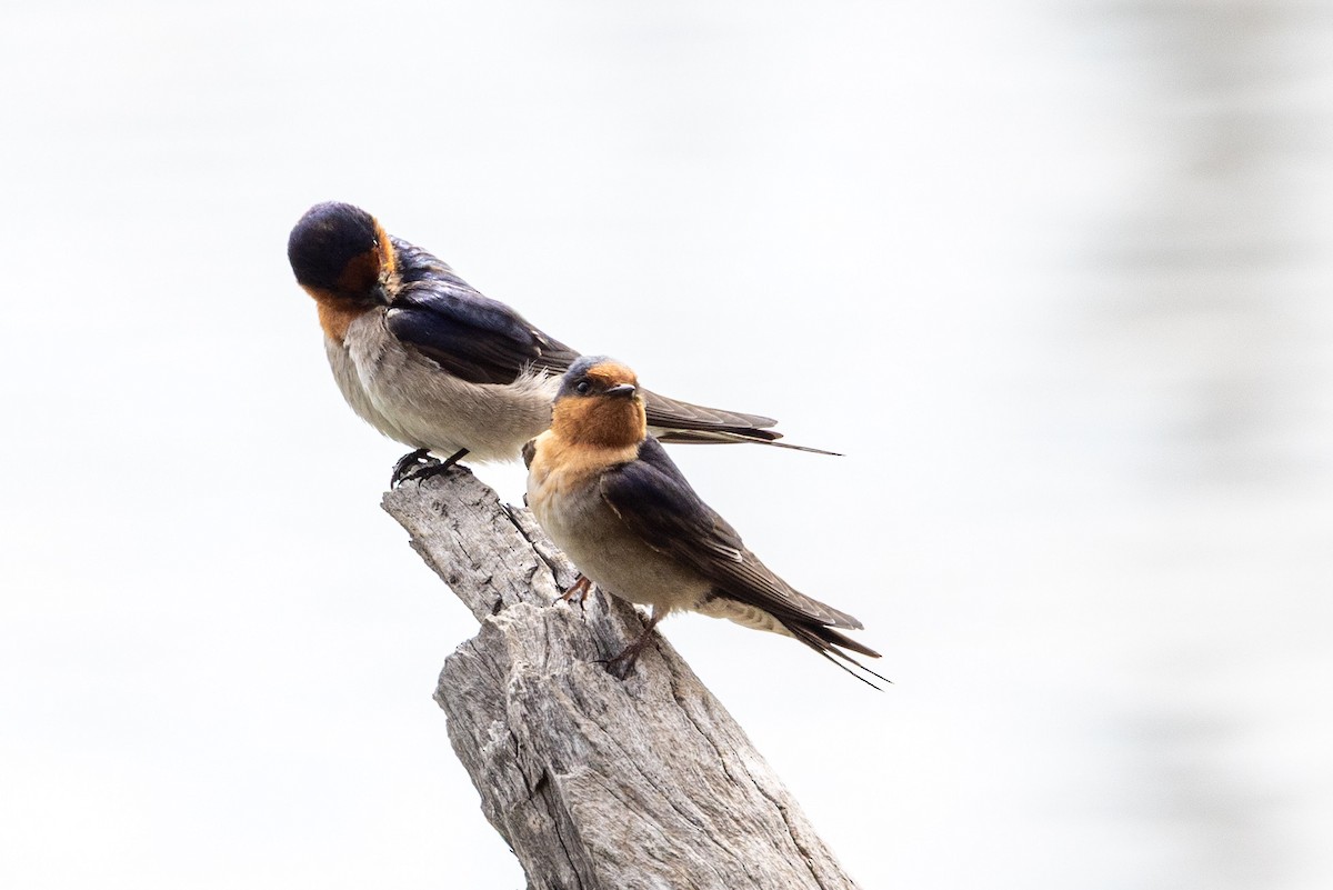 Welcome Swallow - ML642200428