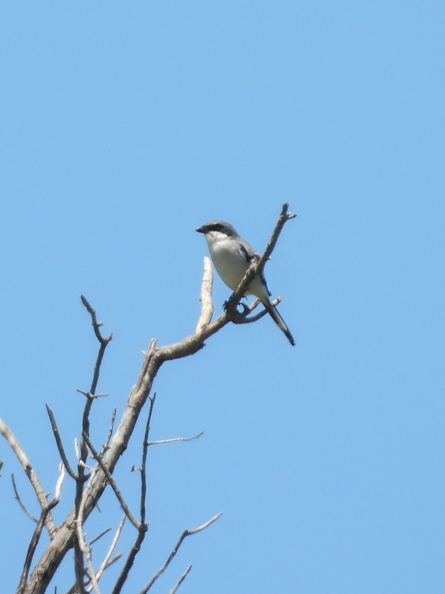 Loggerhead Shrike - ML642200431