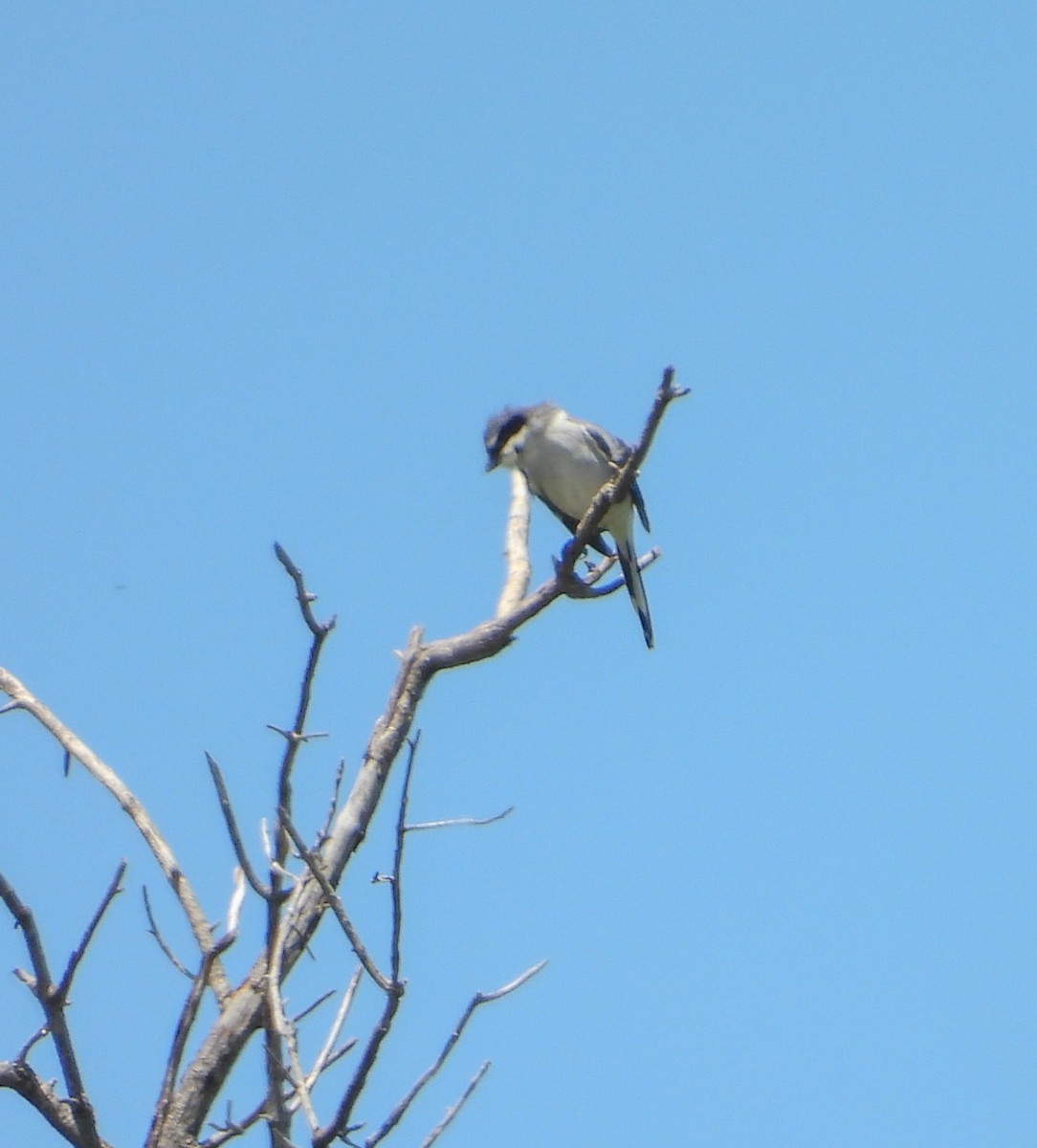 Loggerhead Shrike - ML642200432