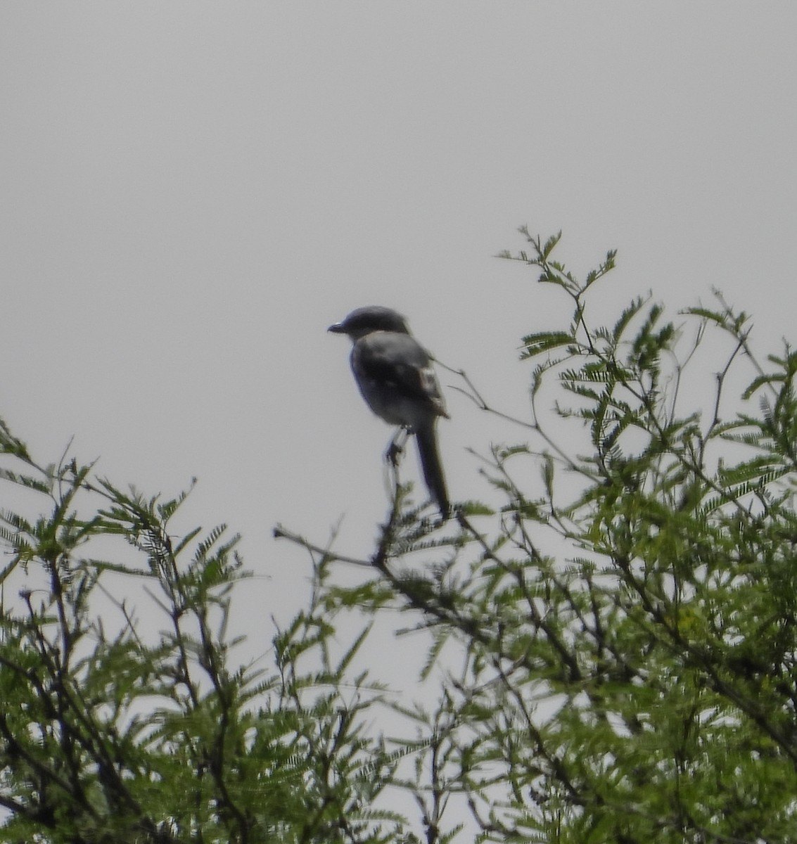 Loggerhead Shrike - ML642200433