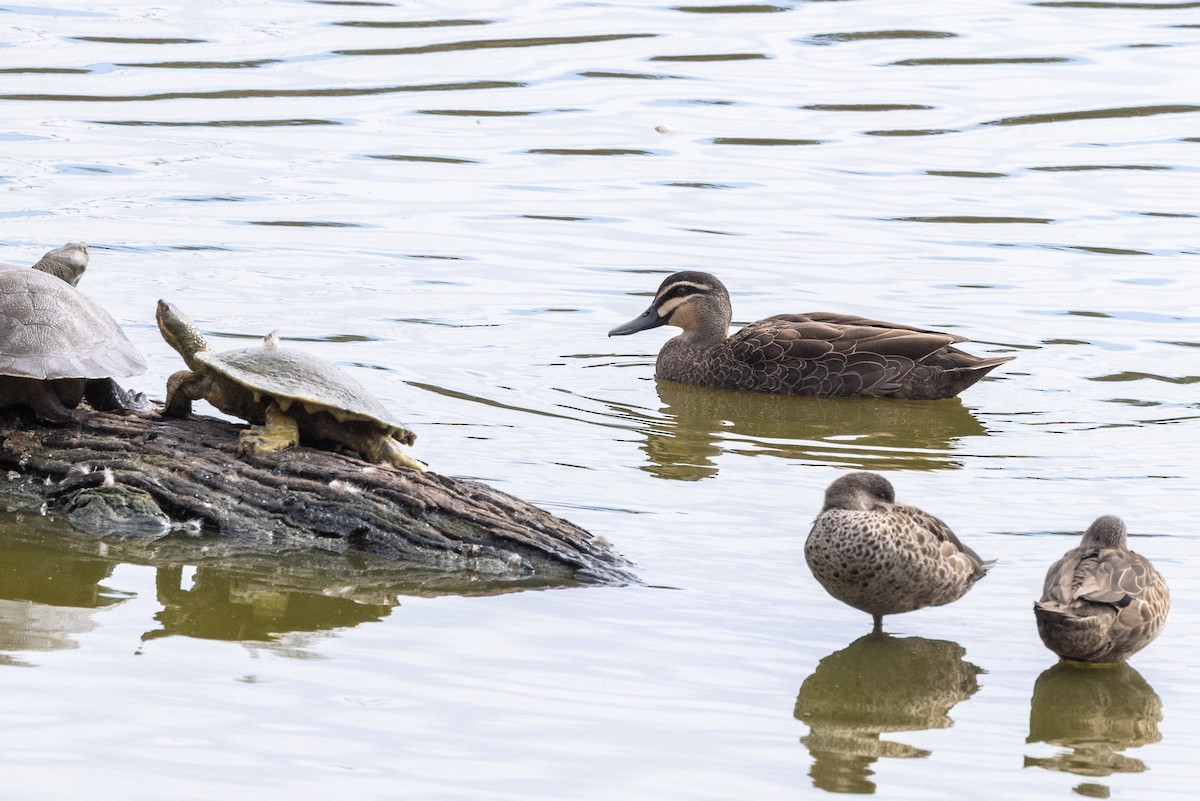 Pacific Black Duck - ML642200435