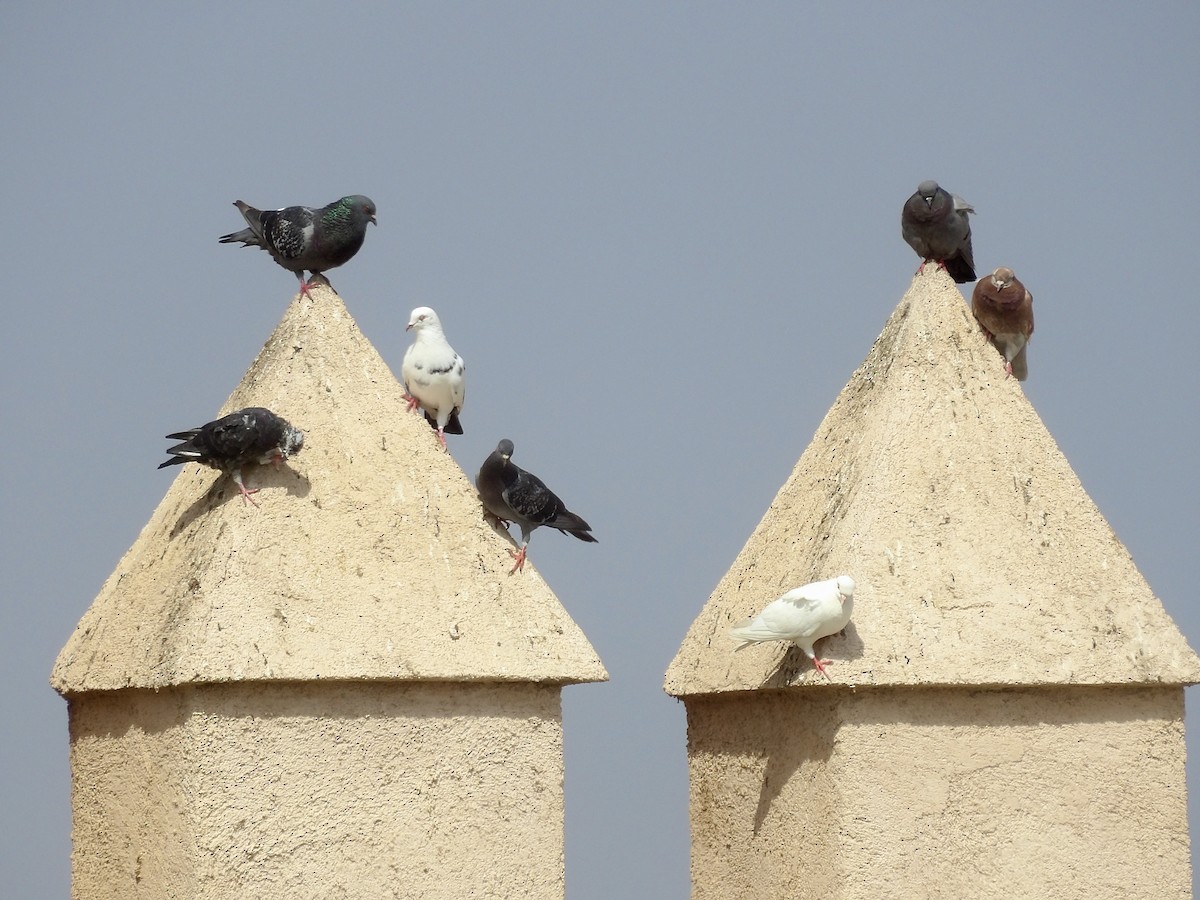 Хөхвөр тагтаа - ML642200437