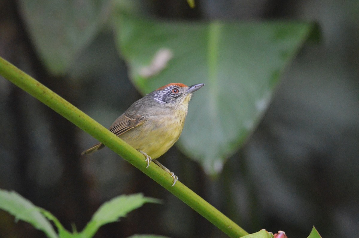 Spot-breasted Antvireo - ML642200443