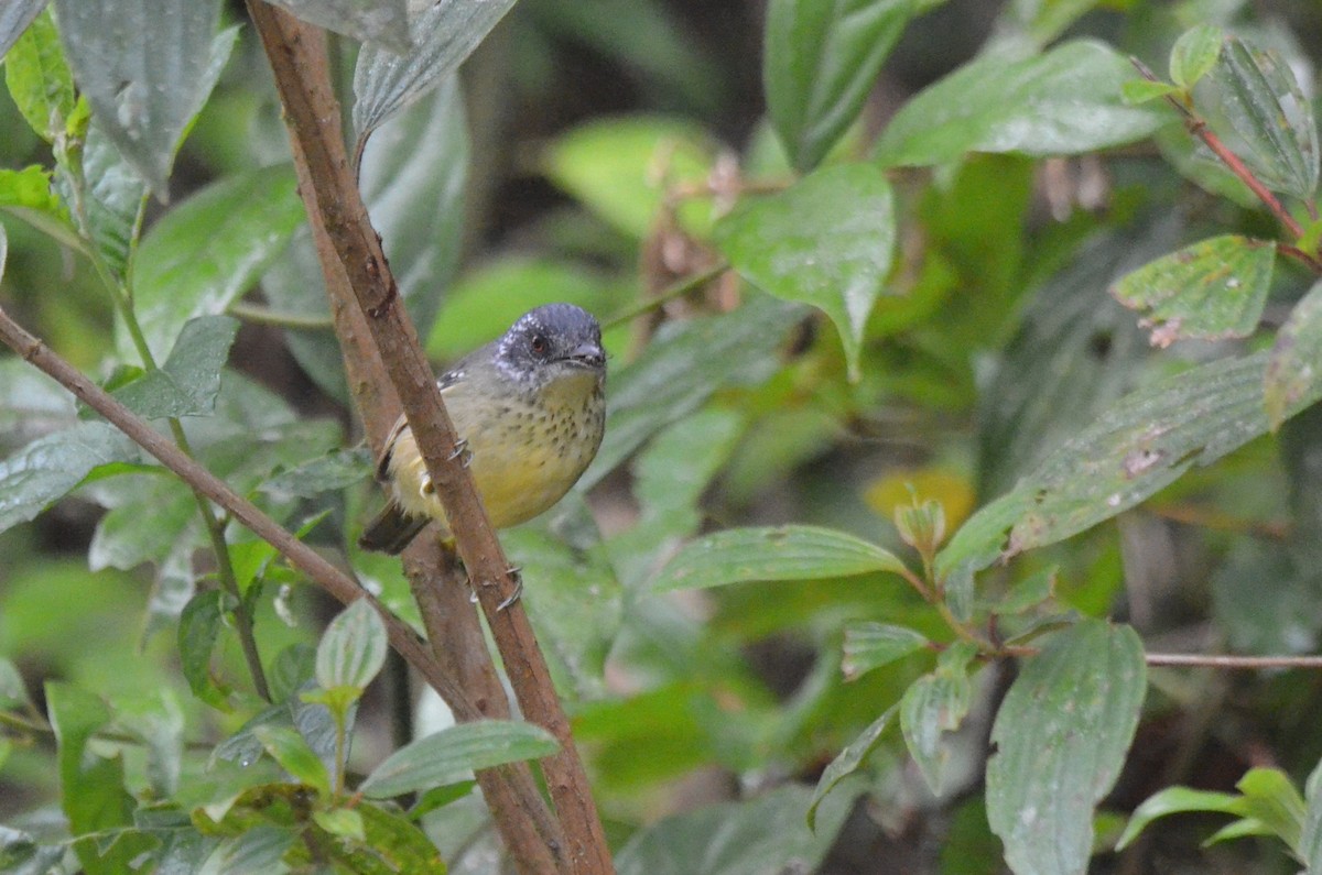 Spot-breasted Antvireo - ML642200444