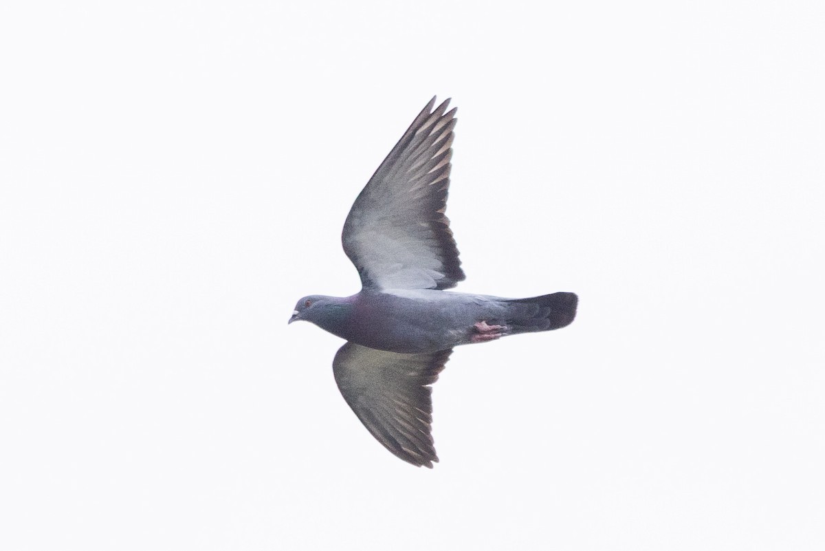 Rock Pigeon (Feral Pigeon) - ML642200449