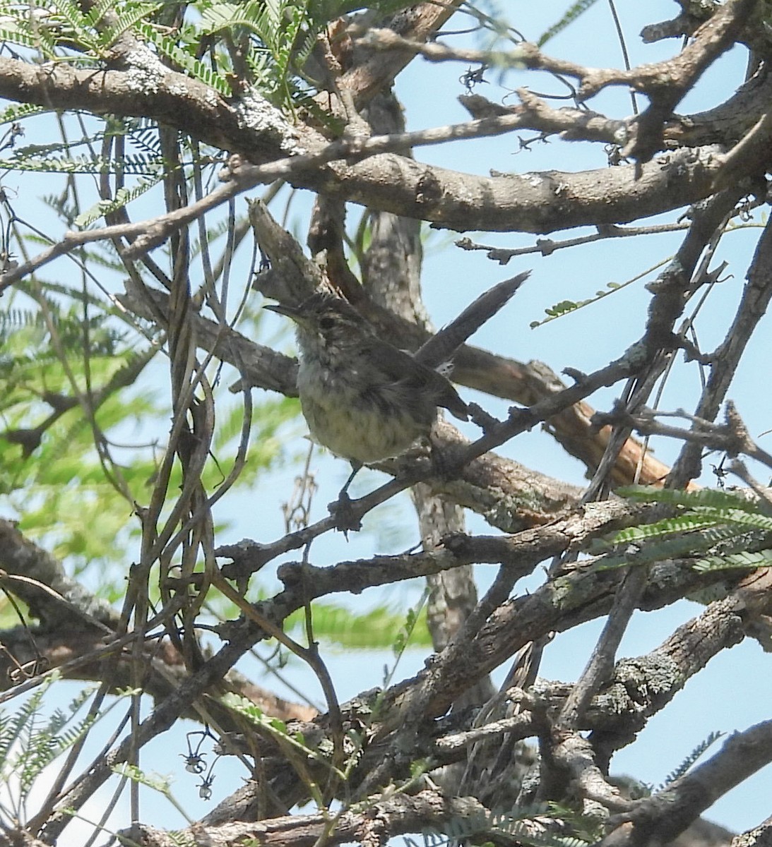 Bewick's Wren - ML642200451