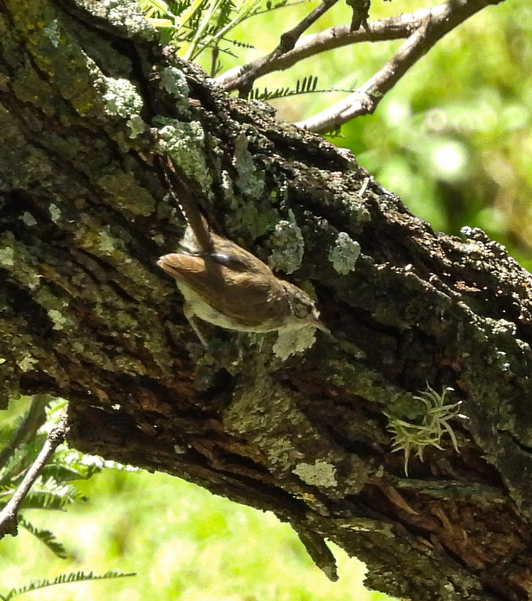 Bewick's Wren - ML642200452