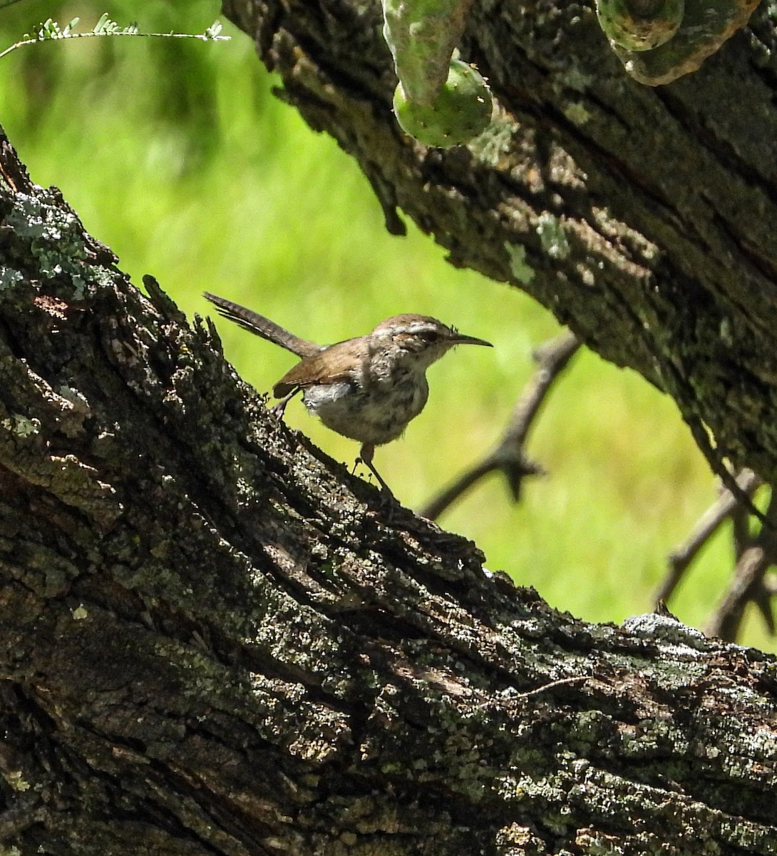 Bewick's Wren - ML642200453