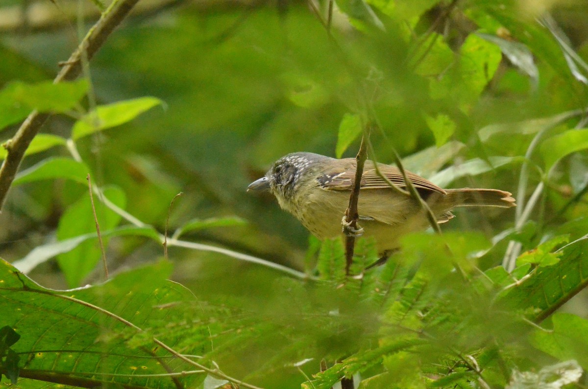 Spot-breasted Antvireo - ML642200455