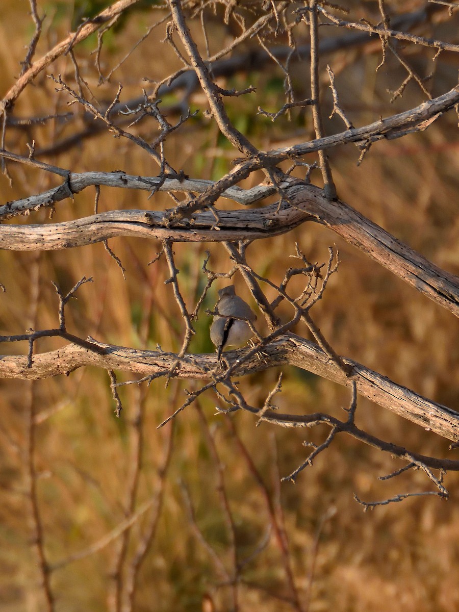 Western Rock Nuthatch - ML642200456