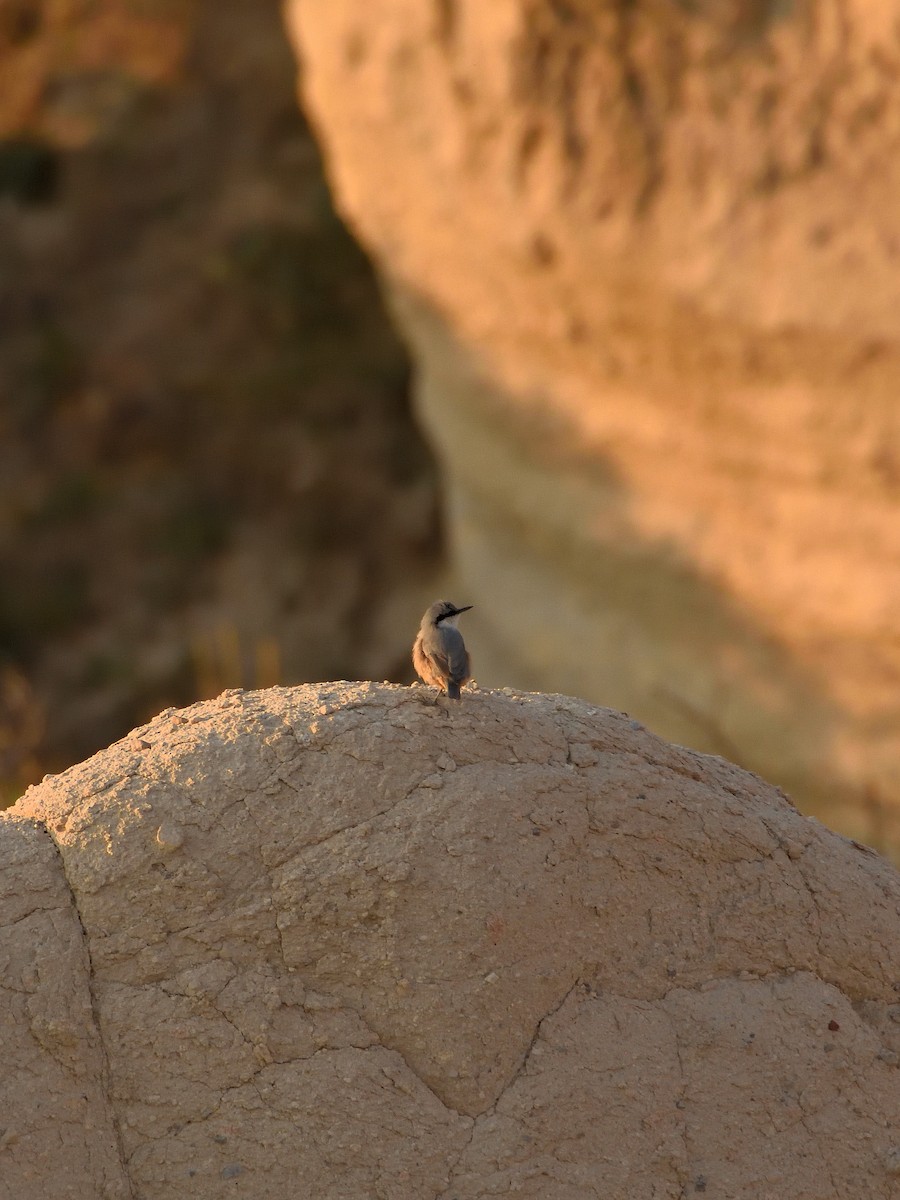 Western Rock Nuthatch - ML642200457
