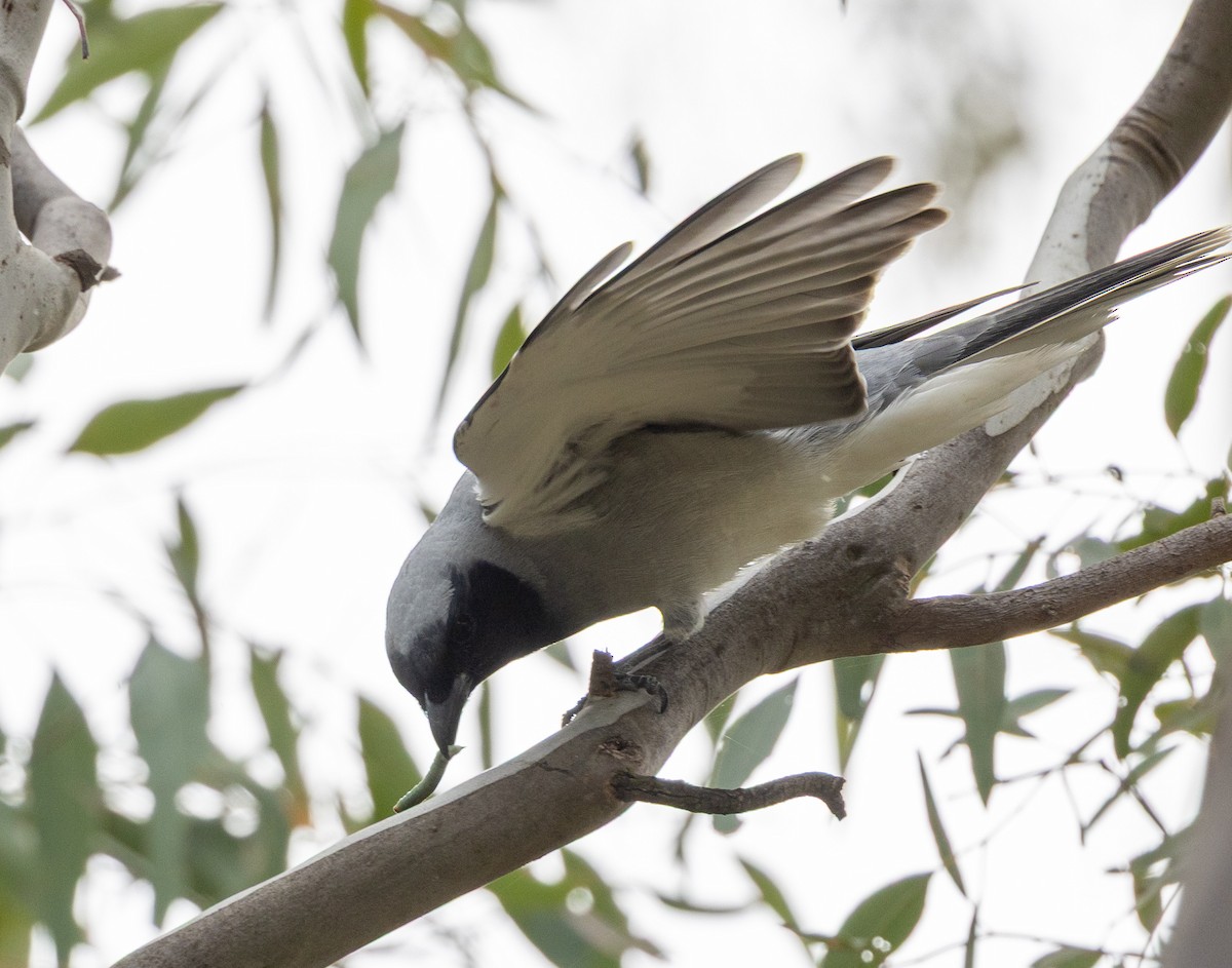 Black-faced Cuckooshrike - ML642200465