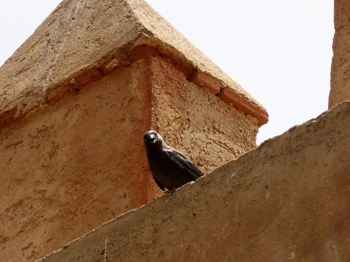 Eurasian Jackdaw - ML642200469