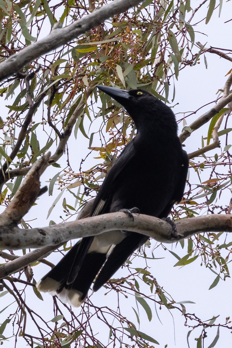 Pied Currawong - ML642200470