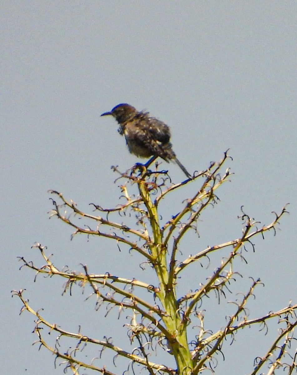 Cactus Wren - ML642200471