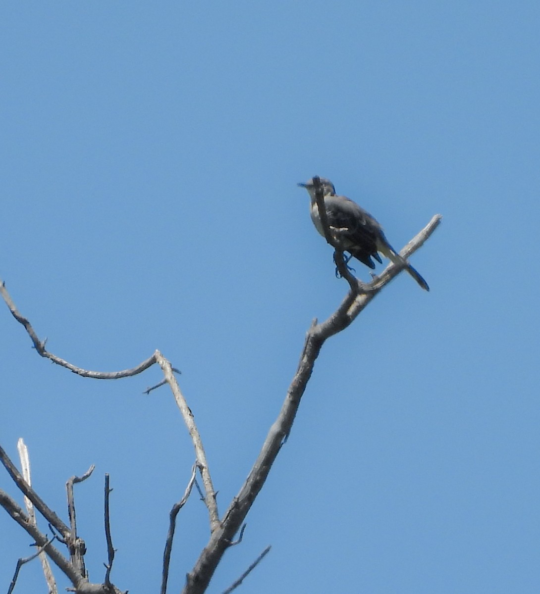Northern Mockingbird - ML642200473