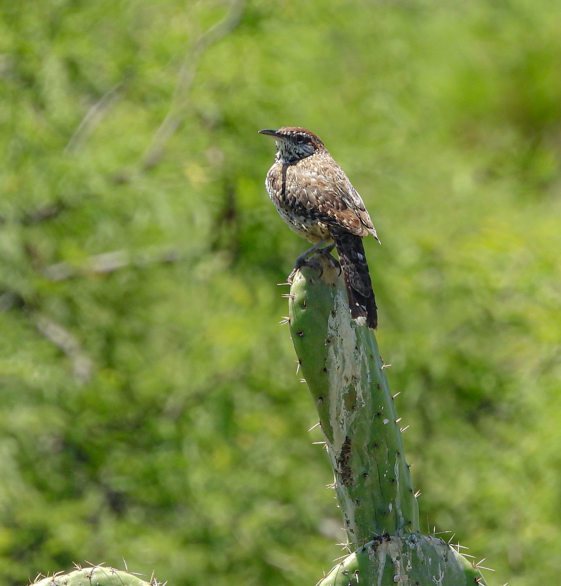 Cactus Wren - ML642200474