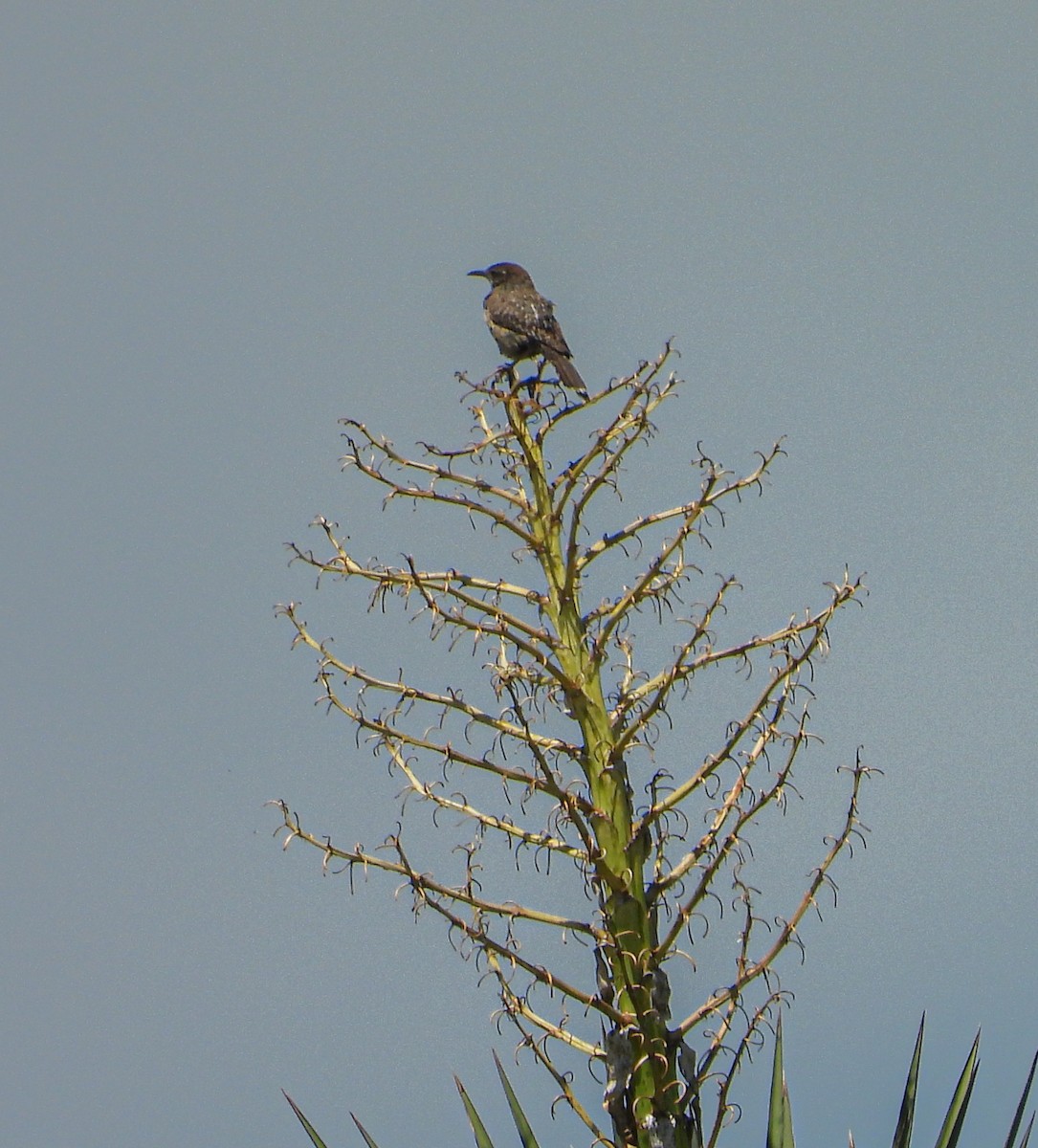 Cactus Wren - ML642200475